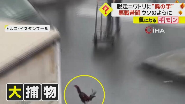 朝の通勤時間帯にバスを待つ飼い主から逃げ出したニワトリの様子①