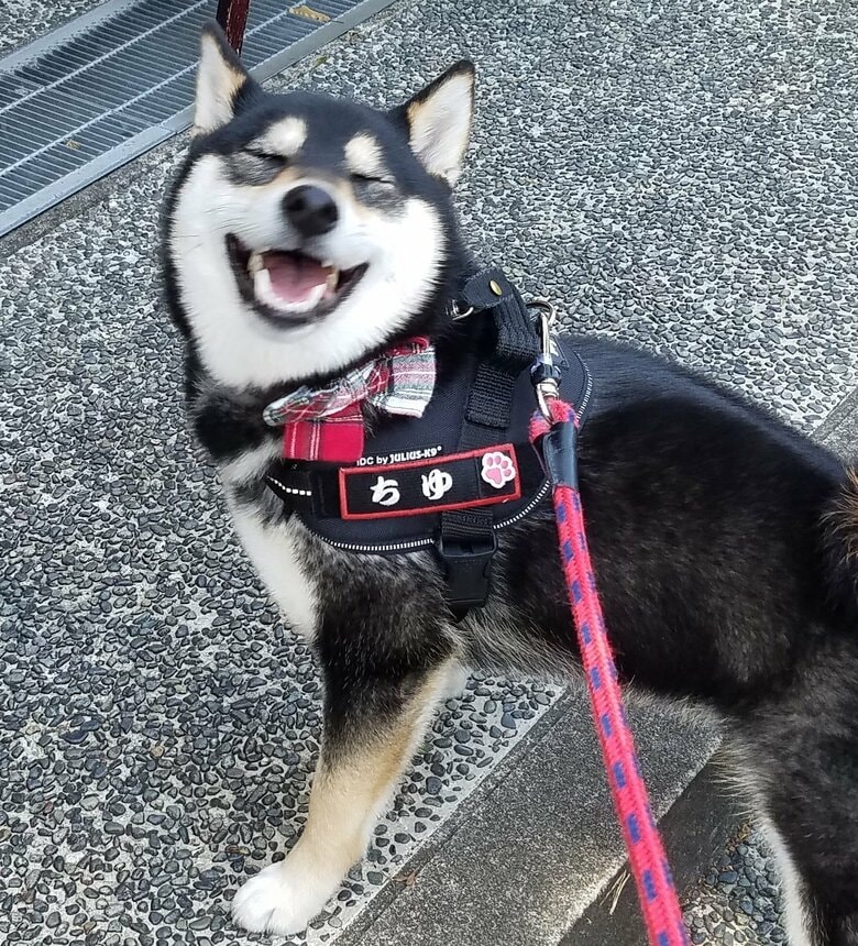 お散歩でこの笑顔