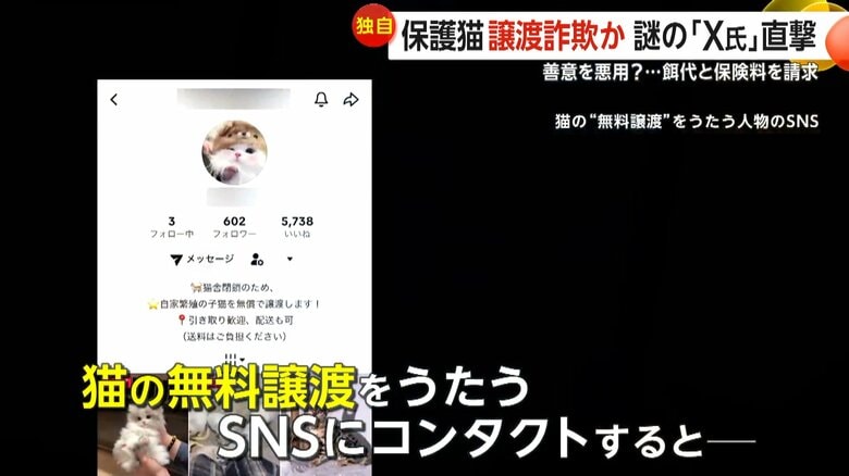 「X」を名乗る人物が対応した猫の無償譲渡を持ちかけるSNS