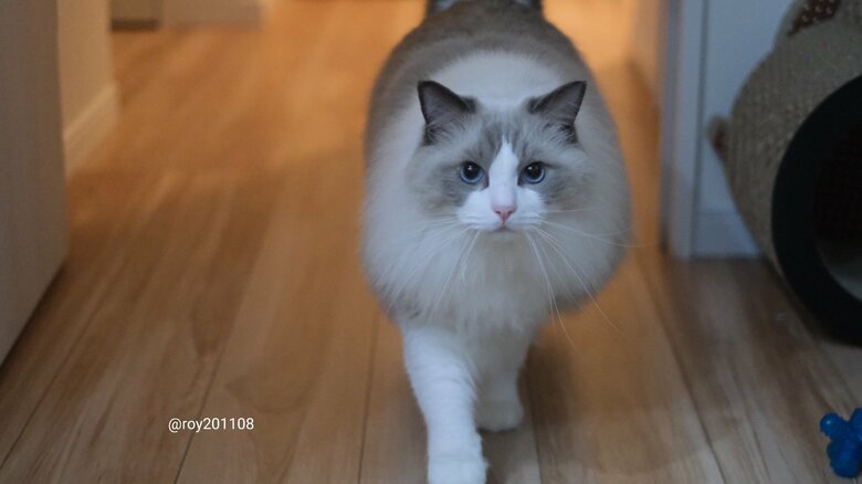 提供：ロイ(Roy)くん@ラグドールさん