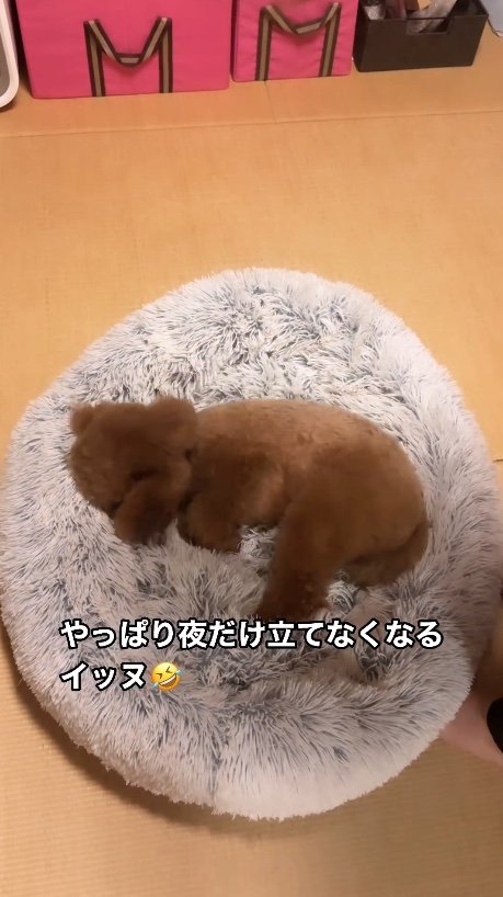 提供：Leo トイプードルさん