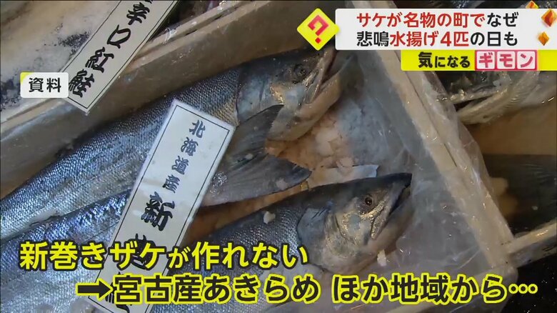 正月用の新巻きザケの材料となるサケ