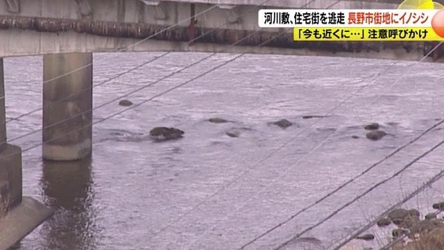 川を渡るイノシシ