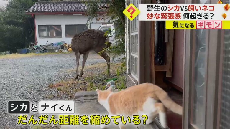 よく現れる野生のシカとナイくんは、だんだん距離を縮めている？