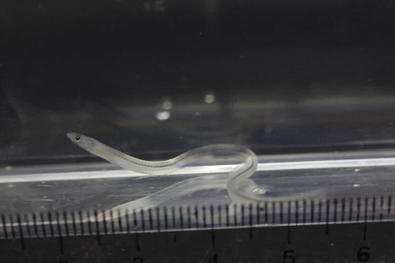 シラスウナギ（画像はイメージ）