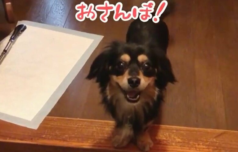 玄関ではお散歩を期待するという