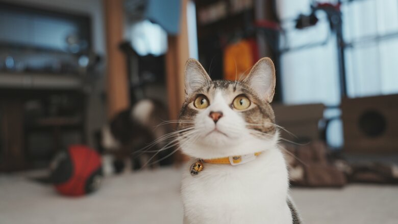 提供：ゆに＆メッシさん