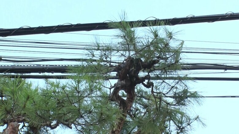 電線と木が絡まっている