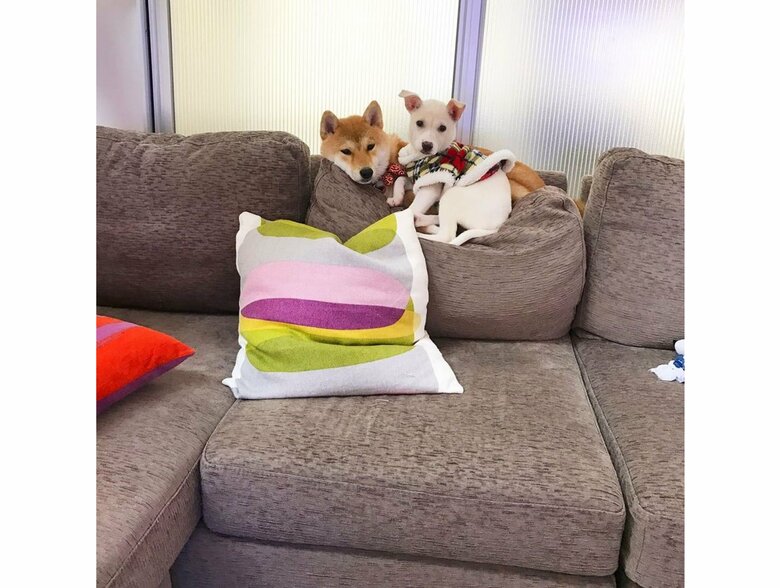 左：ハルちゃん　右：すずちゃん（提供：柴犬ハル&雑種すずさん）