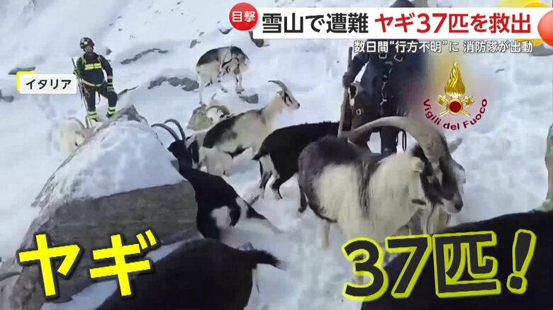 数日の間、雪山で行方不明になっていたという37匹