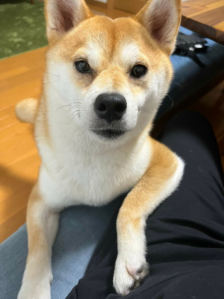 提供：柴犬こちゃんさん