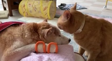 エンくんがシニアになってからのちまきくん（提供：エンとちぃさん）