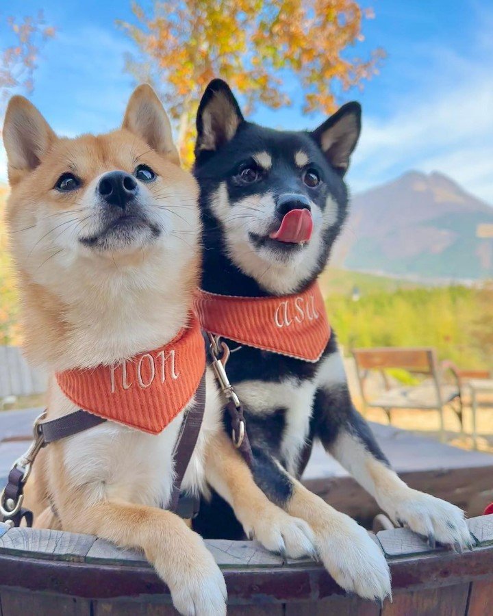 提供：豆柴あさのんさん