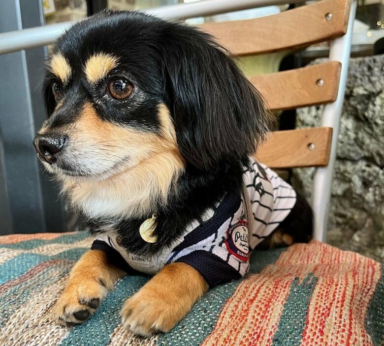 キリッとした表情