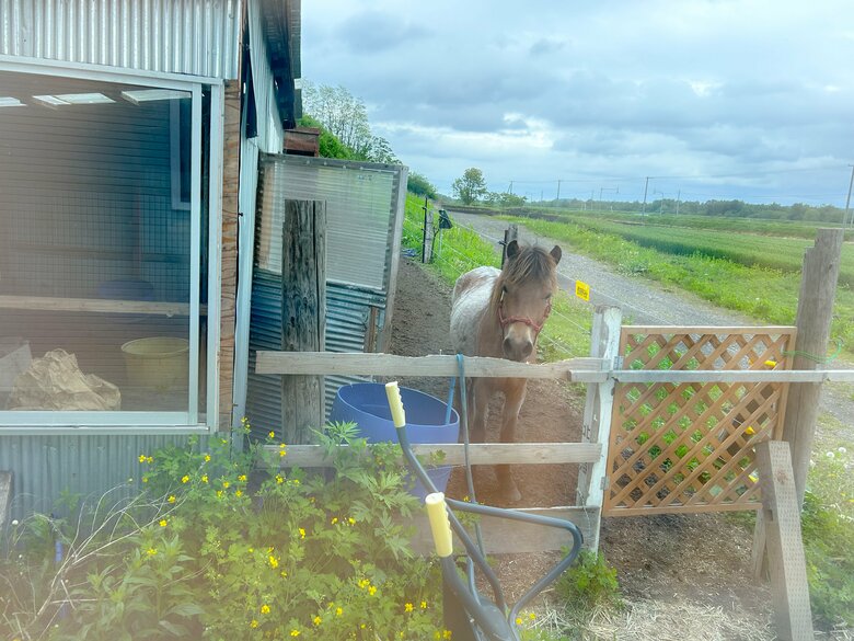 馬のペリートと暮らすために、家を建てた