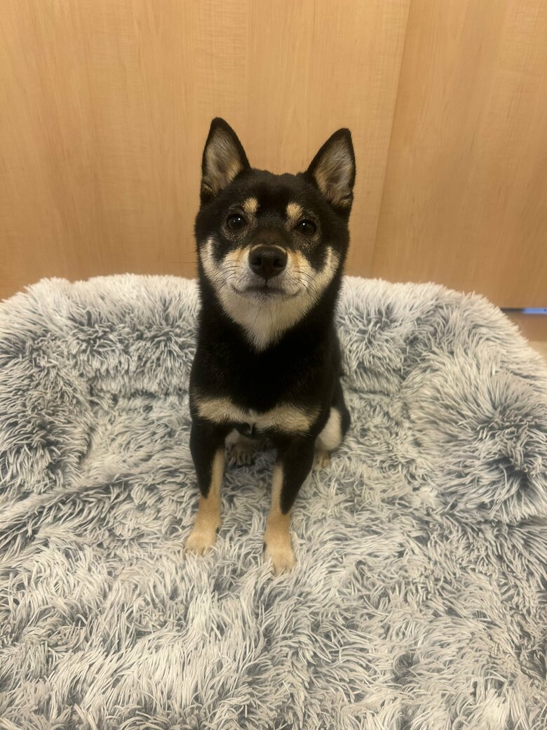 提供：豆柴ごま娘さん