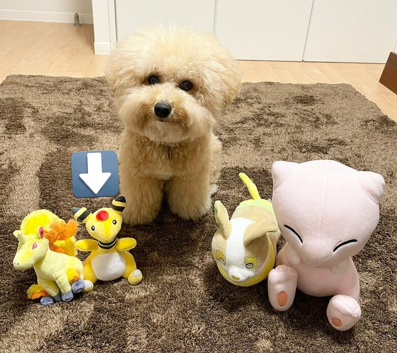 狙っていたのは左から2番目のぬいぐるみ