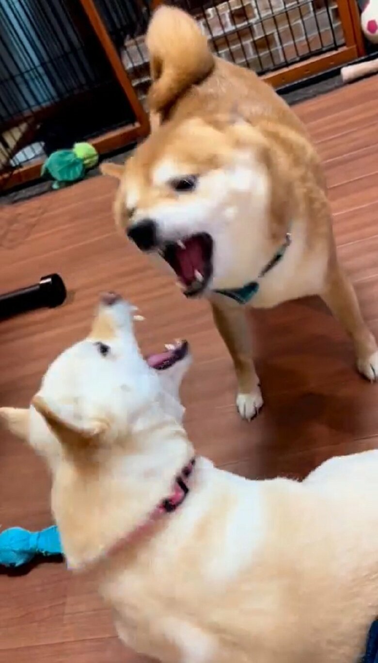 小競り合いになることもしばしば…