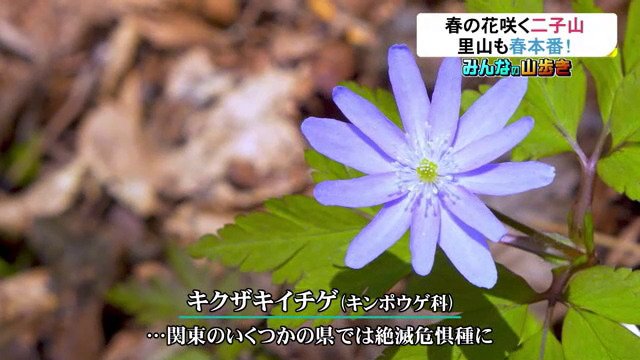 関東では絶滅が危惧されているキクザキイチゲ