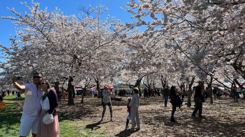 3月25日に開幕した全米桜祭り