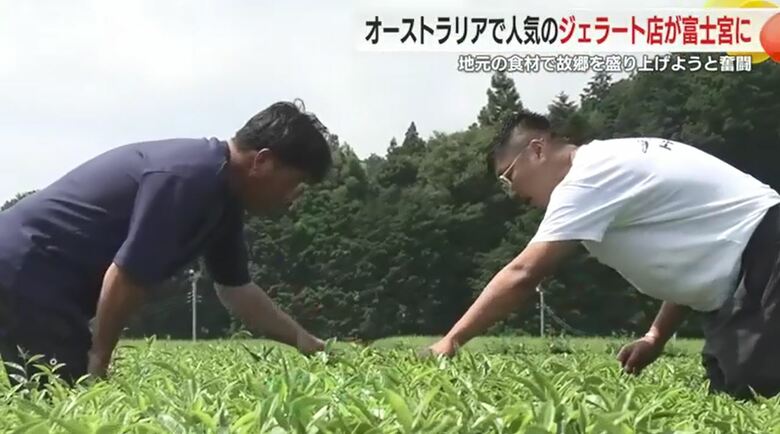 ヤマサン渡辺製茶の茶園