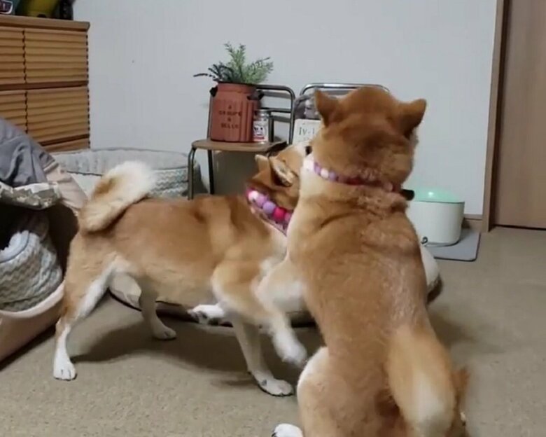 雨の散歩後にワンプロしている様子（モカちゃんとサラちゃん）