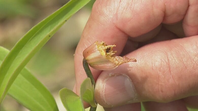 シカなどによる食害