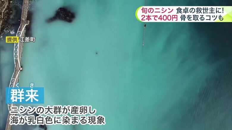 乳白色に染まった海（提供：江差町）