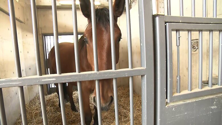 ”馬車列”の大役を終えた「咲姫」（今月8日）