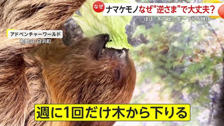 週に1回トイレに行くとき木から降りるナマケモノ