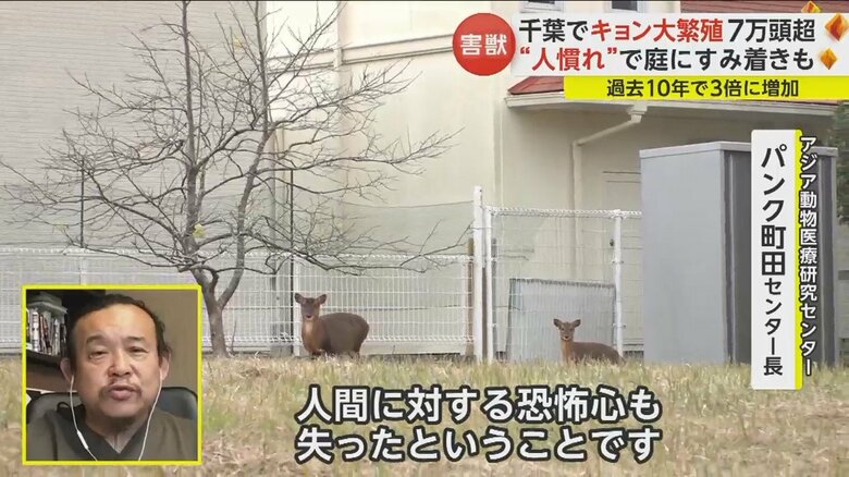 「エサが不足し、民家まで下りてくることで人間への恐怖心も失った」とパンク町田氏