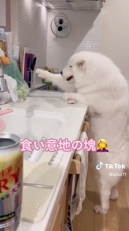 提供：ibukimama38さん