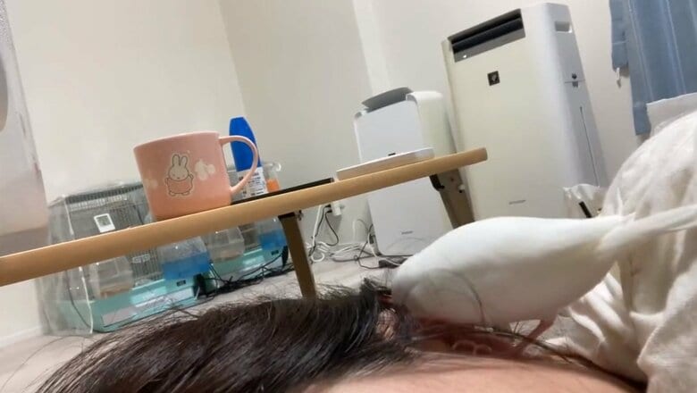 耳の中をツンツンするおいりくん