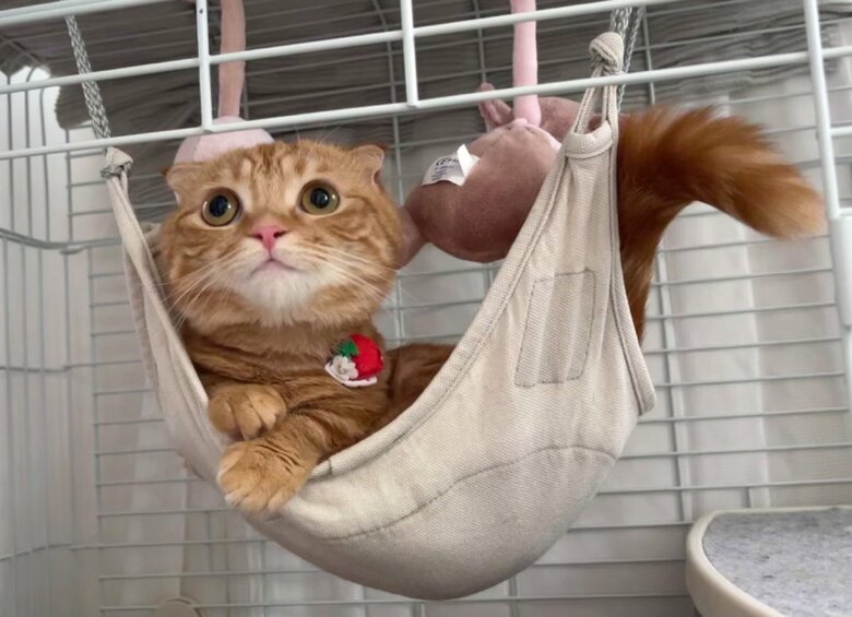 提供：IG @hinako_munchkinさん