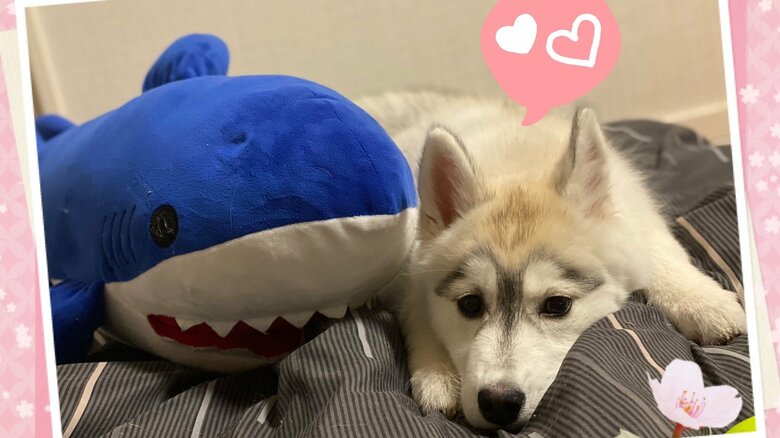 毛の生え変わりで最近は眉毛みたいになっているそう