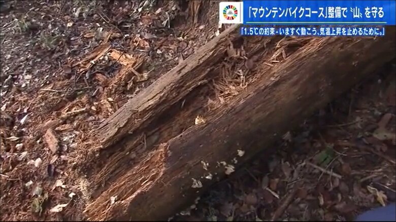 腐ったままの倒木