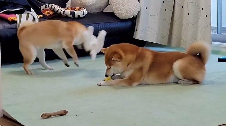 回転しておもちゃを振り回して遊ぶわらびちゃん