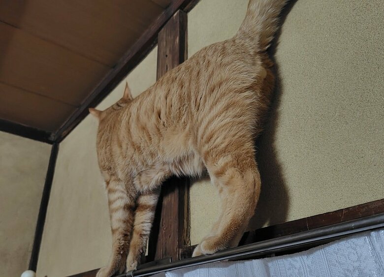 カーテンレールを歩く茶太郎くんが薄っぺらい！