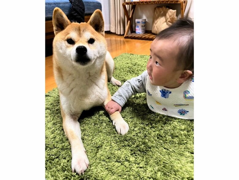提供：柴犬こちゃんさん