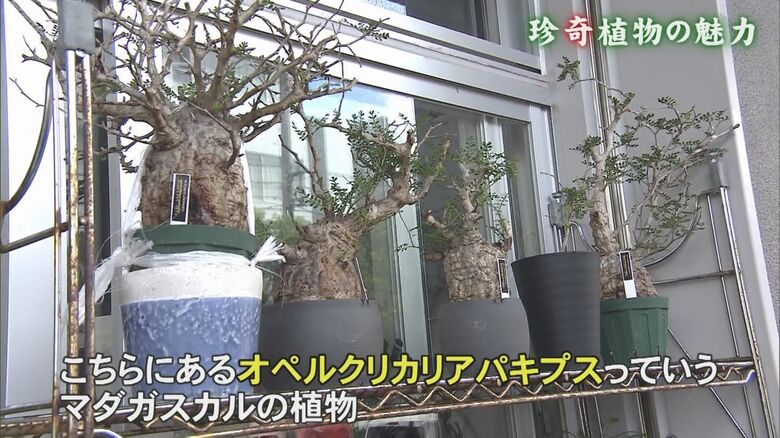 左端が推定樹齢50年のオペルクリカリアパキプス