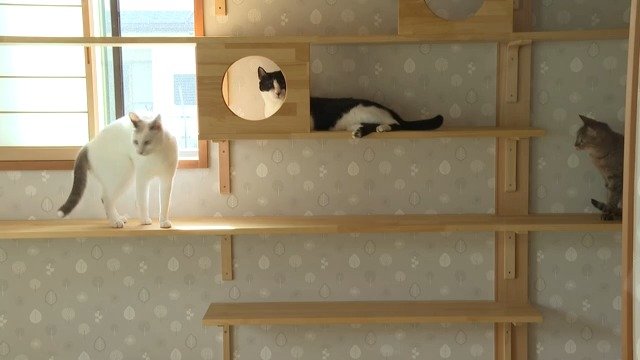 猫の部屋