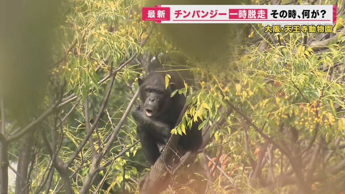 チンパンジーが動物園から逃走…明日で20歳のメス“レモン” 10発以上の“麻酔銃”で木から落下、捕獲【大阪発】｜FNNプライムオンライン