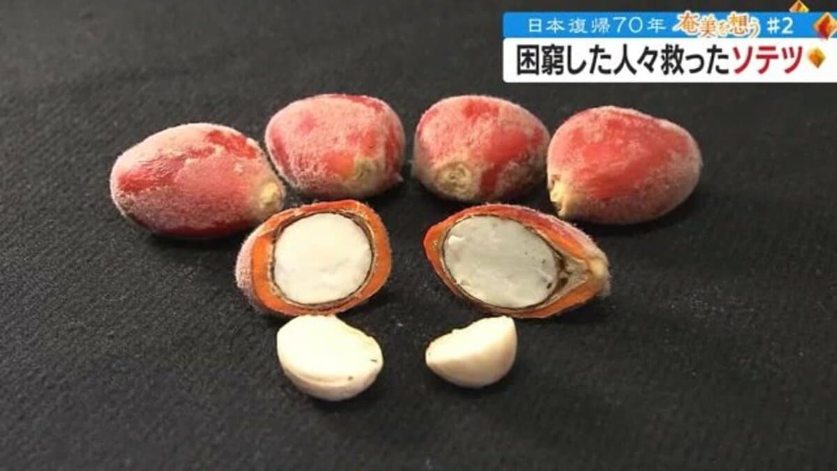 ソテツがなかったらご飯はない」アメリカ統治下の鹿児島・奄美群島 