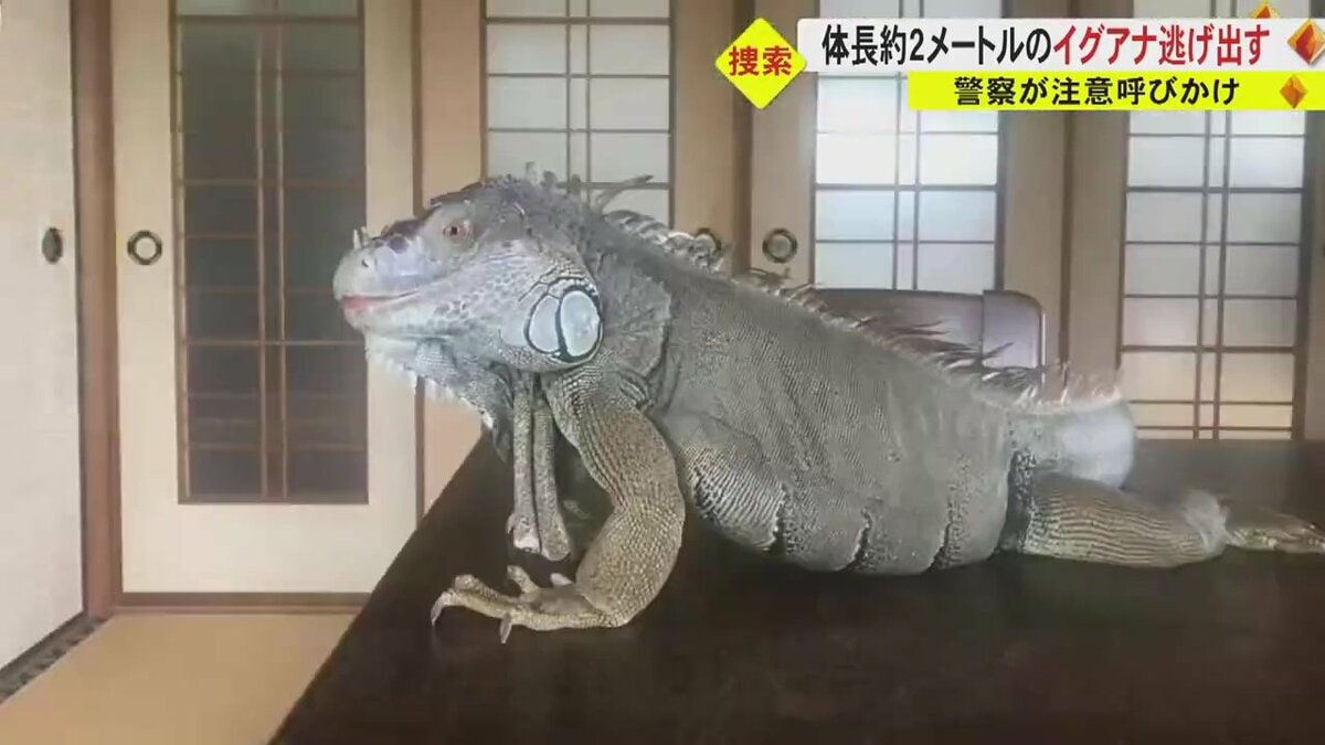 体長約2メートルの「イグアナ」が脱走 草食で臆病も爪は鋭く捕まえようとすると攻撃してくる可能性も【熊本発】｜FNNプライムオンライン
