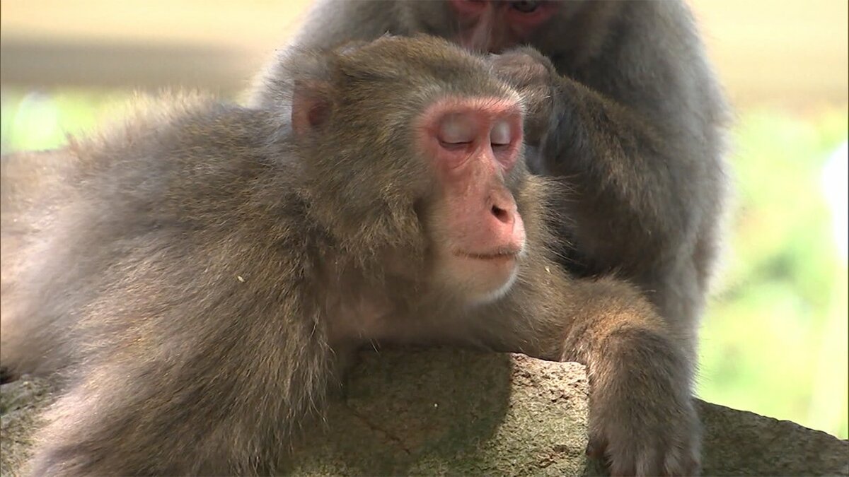 サルの群れトップに初のメス 背景にはシビアな現実か