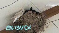 「非常に珍しい」専門家も驚く“真っ白なツバメ”　福井・永平寺町で見つかる　巣立ち後すぐに姿見えなく…住民ら「元気でいて」