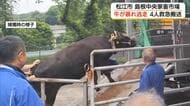 「跳ね飛ばされた」家畜市場で500キロの牛が暴れ250メートル逃走…止めようとした4人が重軽傷　島根
