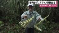 種子島特産・ニガタケの収穫始まる　タケノコの一種　天ぷらや煮物、野菜炒めなど好評