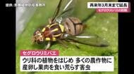 セグロウリミバエの緊急防除　事態収束せず農作物移動規制の期間延長へ