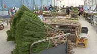 南三陸町でクロマツ収穫が最盛期　正月飾り向け５０万本を出荷へ〈宮城〉